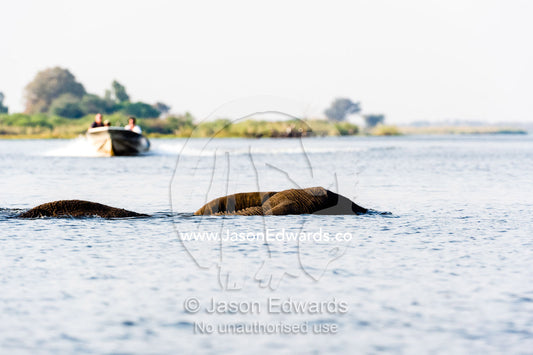 A speedboat approaches a submerged African Elephant crossing a river. Chobe River, Chobe National Park, Botswana.