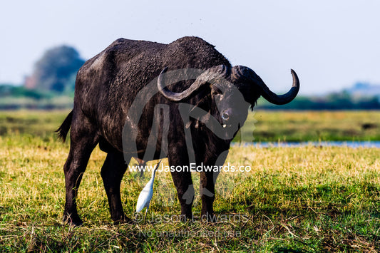 An Egret feeds on insects infesting a Cape Buffalo on a floodplain. Chobe River, Chobe National Park, Botswana.