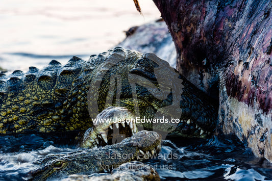 Nile Crocodiles feast on the decaying corpse of a Nile Hippopotamus. Chobe River, Chobe National Park, Botswana.