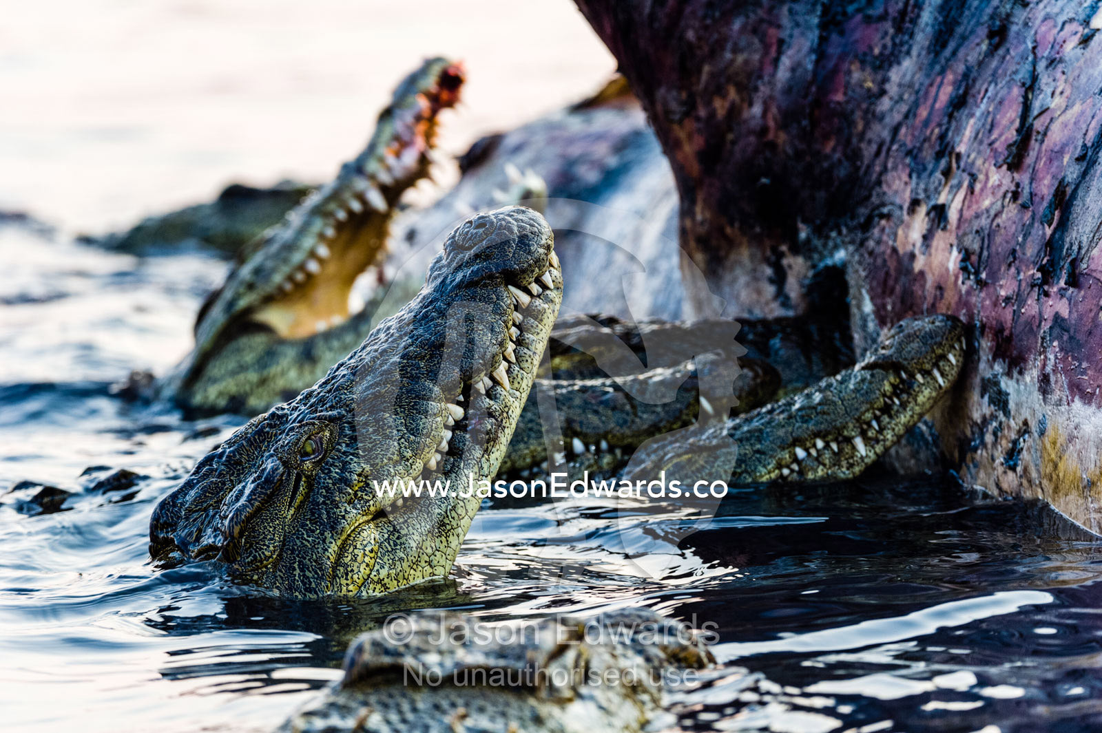 Nile Crocodiles feast on the decaying corpse of a Nile Hippopotamus. Chobe River, Chobe National Park, Botswana.