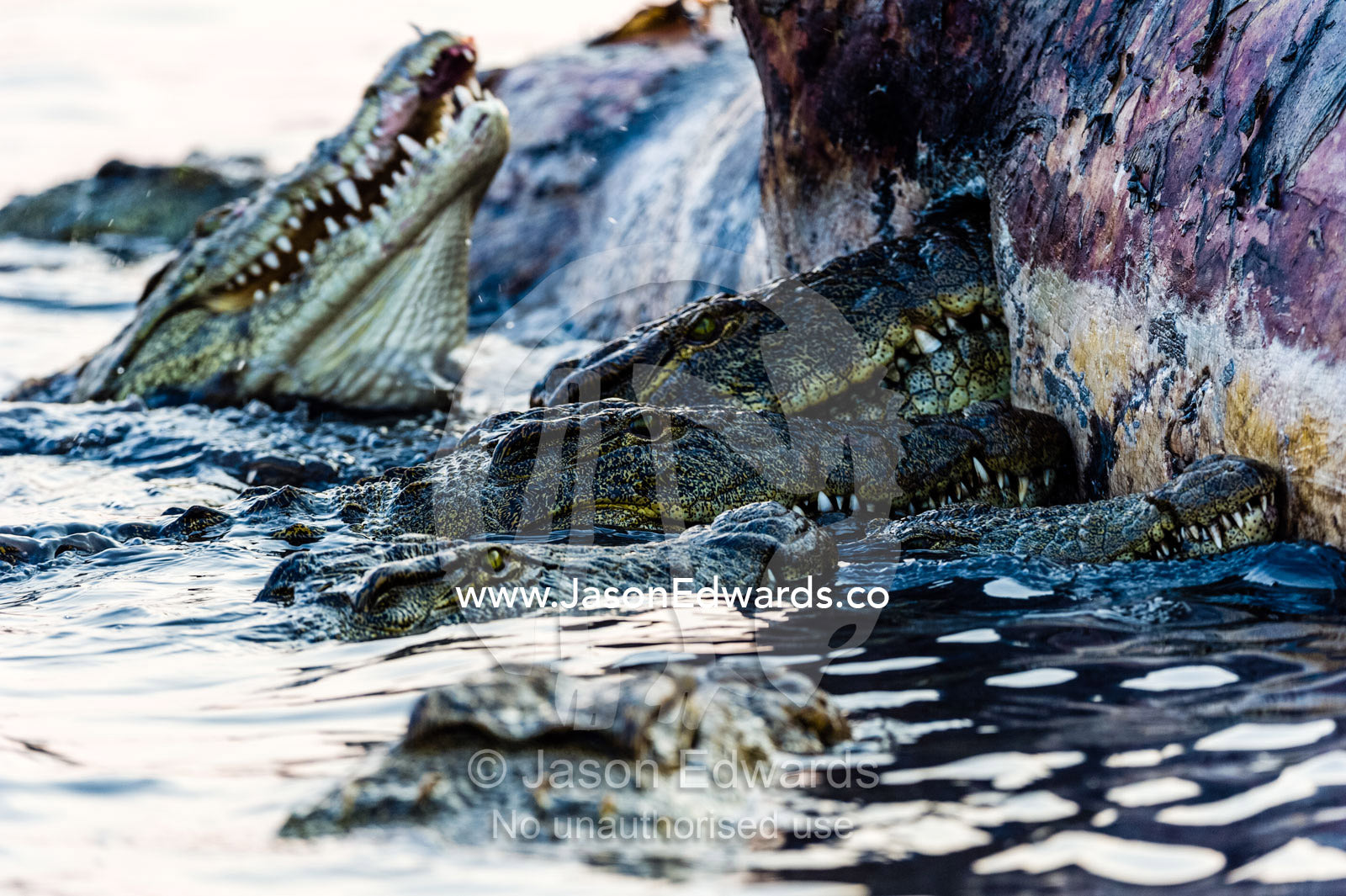 Nile Crocodiles feast on the decaying corpse of a Nile Hippopotamus. Chobe River, Chobe National Park, Botswana.