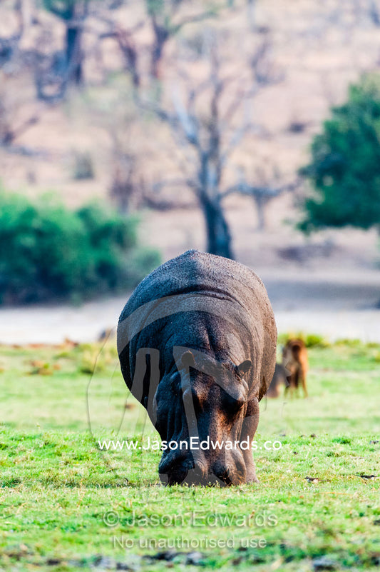 A Nile Hippopotamus grazing on a grass island in a wetland at sunset. Chobe River, Chobe National Park, Botswana.