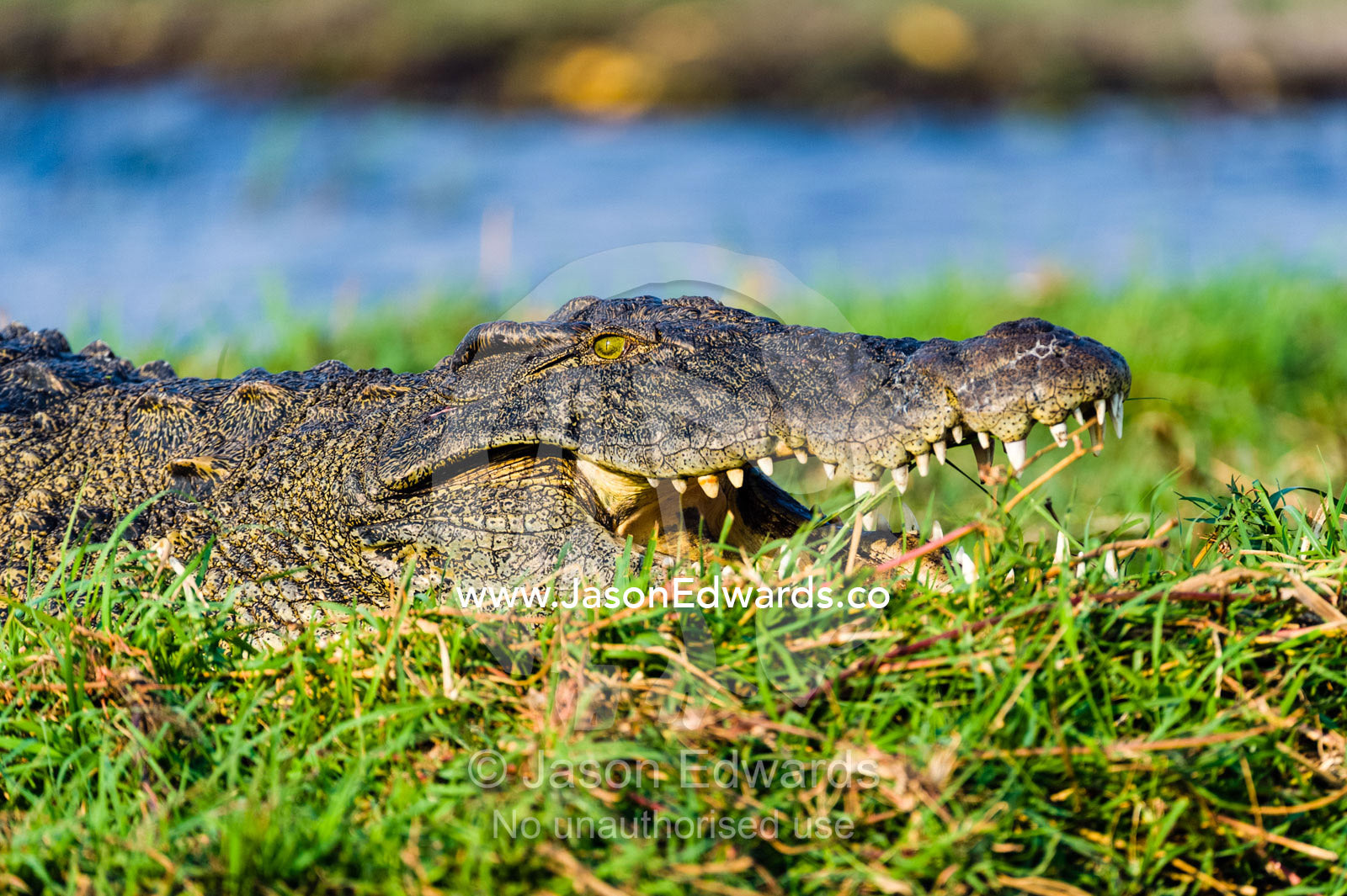 The head and jaws of a Nile Crocodile sun basking on a wetland island. Chobe River, Chobe National Park, Botswana.