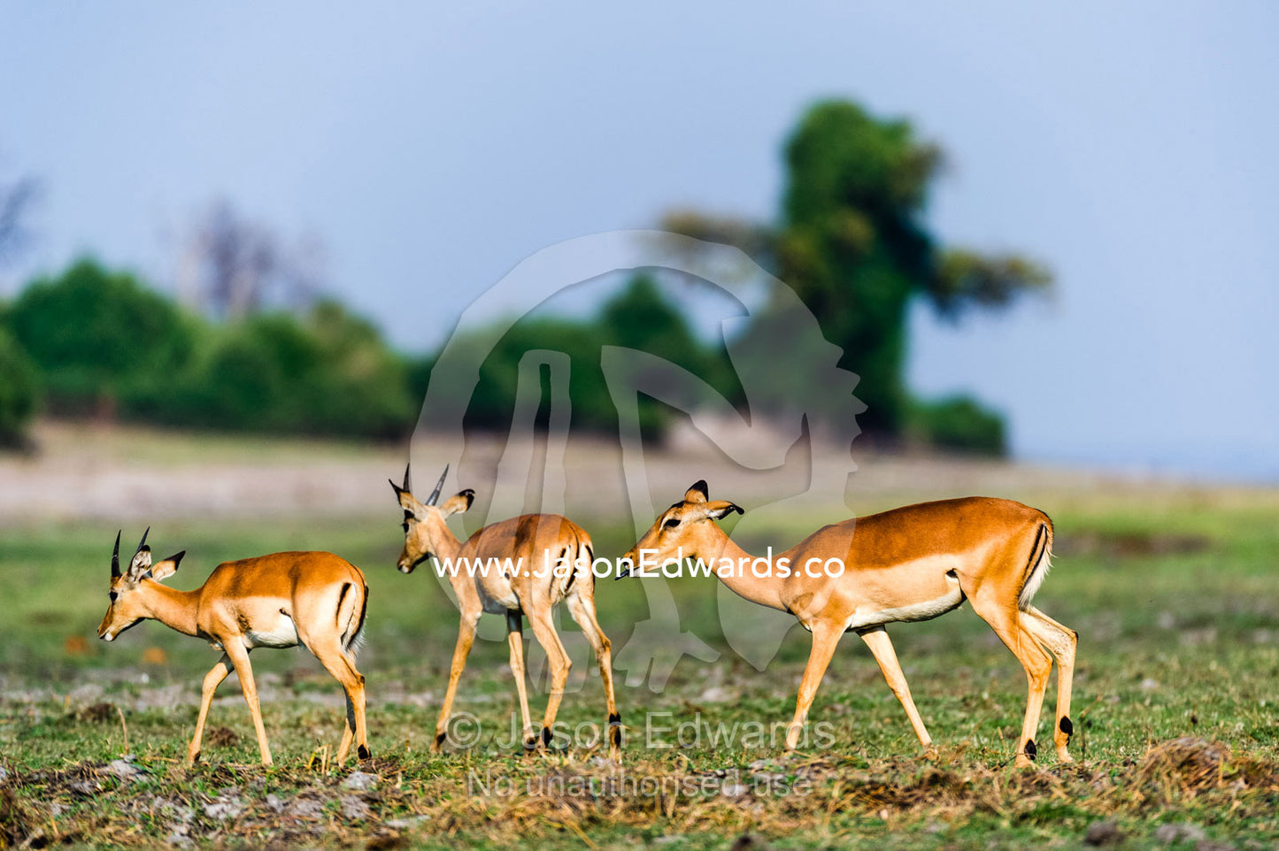 Impala migrate across a grass island in the middle of a wetland. Chobe River, Chobe National Park, Botswana.