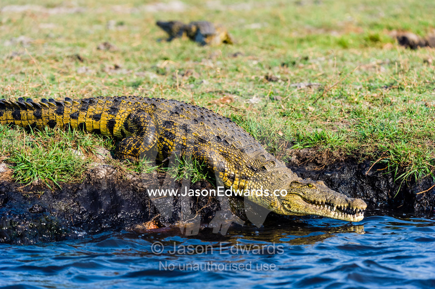 A Nile Crocodile sliding from a grassy riverbank into a wetland. Chobe River, Chobe National Park, Botswana.