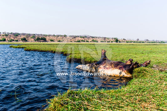 A dead and bloated Nile Hippopotamus floating beside a wetland island. Chobe River, Chobe National Park, Botswana.