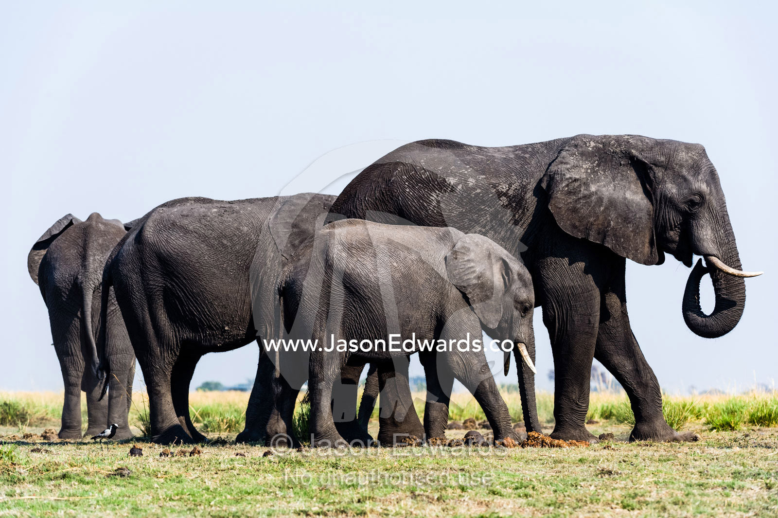 An African Elephant herd graze on grass on a dry season floodplain. Chobe River, Chobe National Park, Botswana.