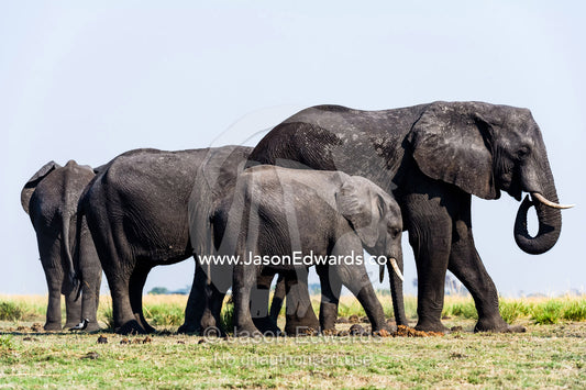 An African Elephant herd graze on grass on a dry season floodplain. Chobe River, Chobe National Park, Botswana.