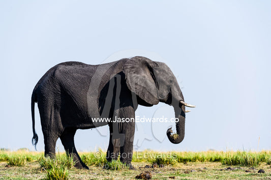 An African Elephant grazing on grass on a dry season floodplain. Chobe River, Chobe National Park, Botswana.
