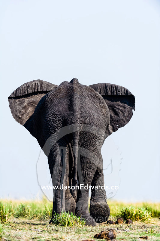 African Elephants stay cool by flapping their ears exposing the veins. Chobe River, Chobe National Park, Botswana.