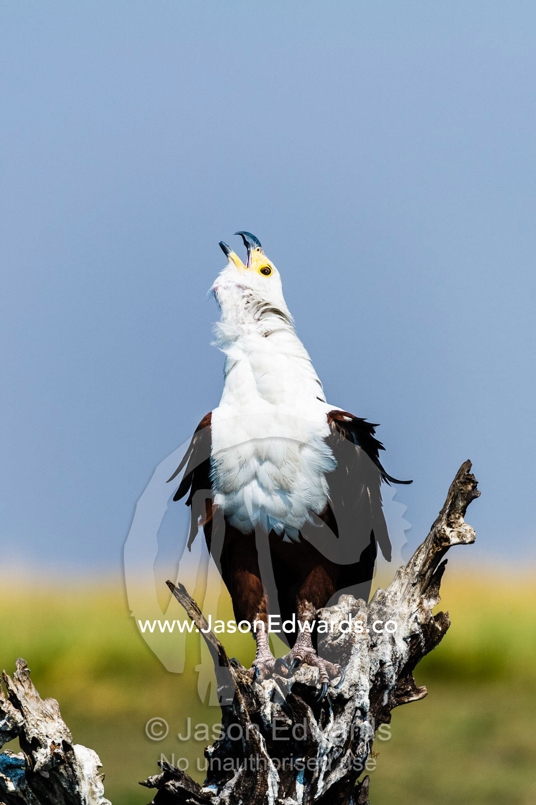 A majestic African Fish Eagle calling from a dead tree in a wetland. Chobe River, Chobe National Park, Botswana.