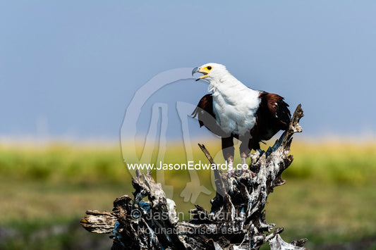 A majestic African Fish Eagle roosting on a dead tree in a wetland. Chobe River, Chobe National Park, Botswana.