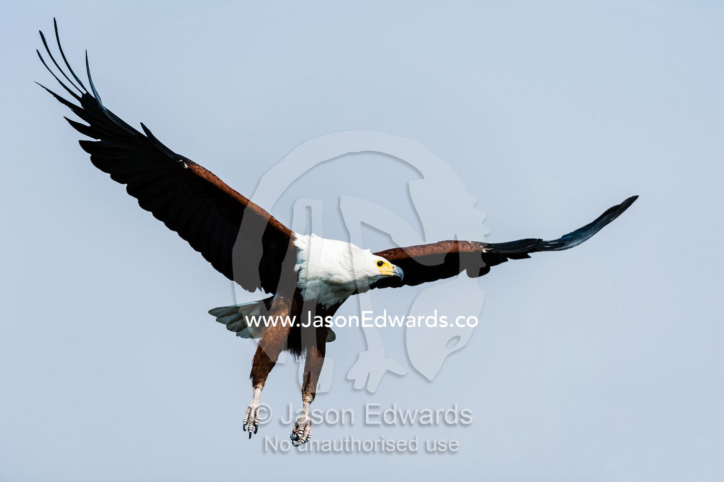 An African Fish Eagle spreads its wings in flight above a wetland. Chobe River, Chobe National Park, Botswana.