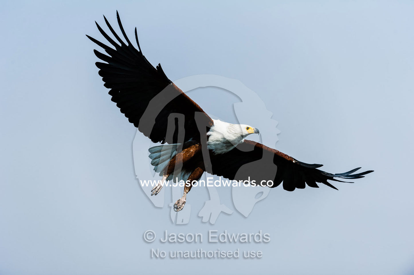 An African Fish Eagle spreads its wings in flight above a wetland. Chobe River, Chobe National Park, Botswana.