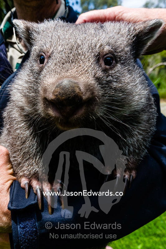A zoo keeper holds a Common Wombat for visitors to pat and caress. Healesville Sanctuary, Zoos Victoria, Healesville, Victoria, Australia.