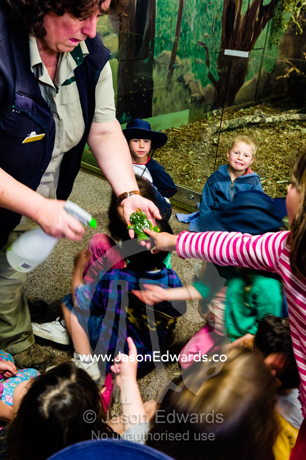 School children touch a slimy Green Tree Frog in a special zoo classroom. Healesville Sanctuary, Zoos Victoria, Healesville, Victoria, Australia.