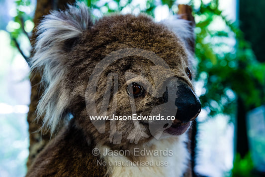 The head and fluffy fur of a taxidermy Koala in a zoo classroom for children. Healesville Sanctuary, Zoos Victoria, Healesville, Victoria, Australia.