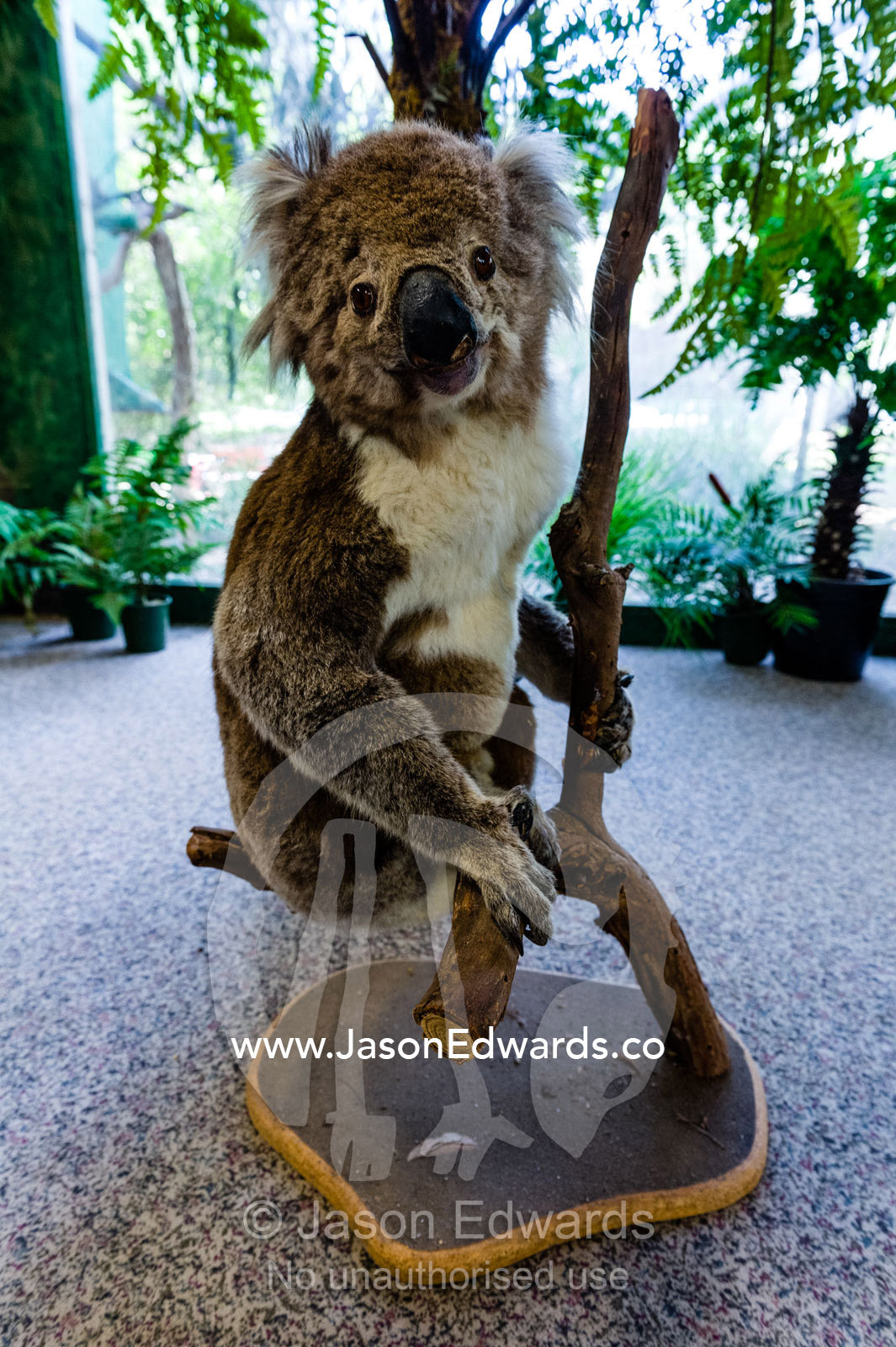 The head and fluffy fur of a taxidermy Koala in a zoo classroom for children. Healesville Sanctuary, Zoos Victoria, Healesville, Victoria, Australia.