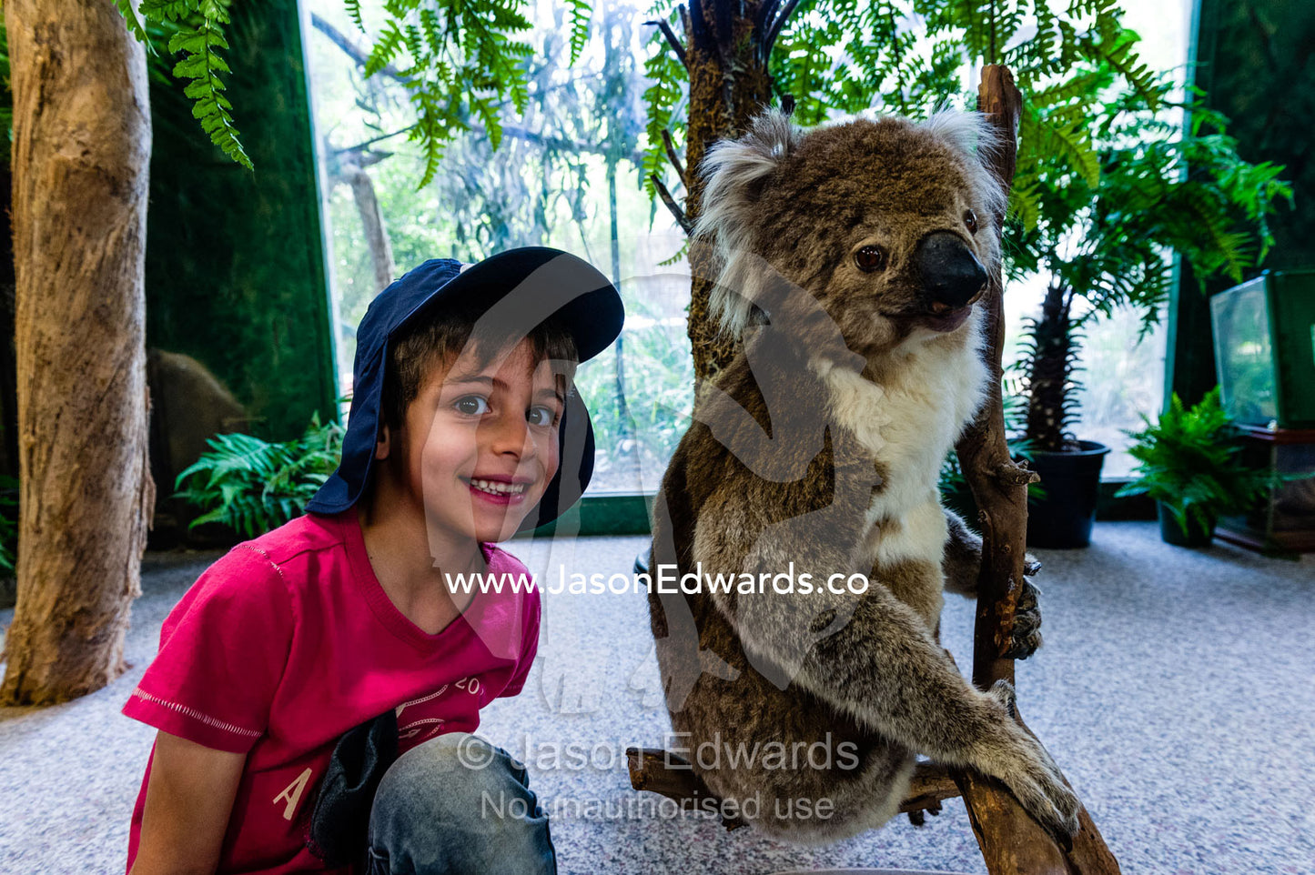 A school boy sitting beside a taxidermy Koala in a zoo classroom for children. Healesville Sanctuary, Zoos Victoria, Healesville, Victoria, Australia.