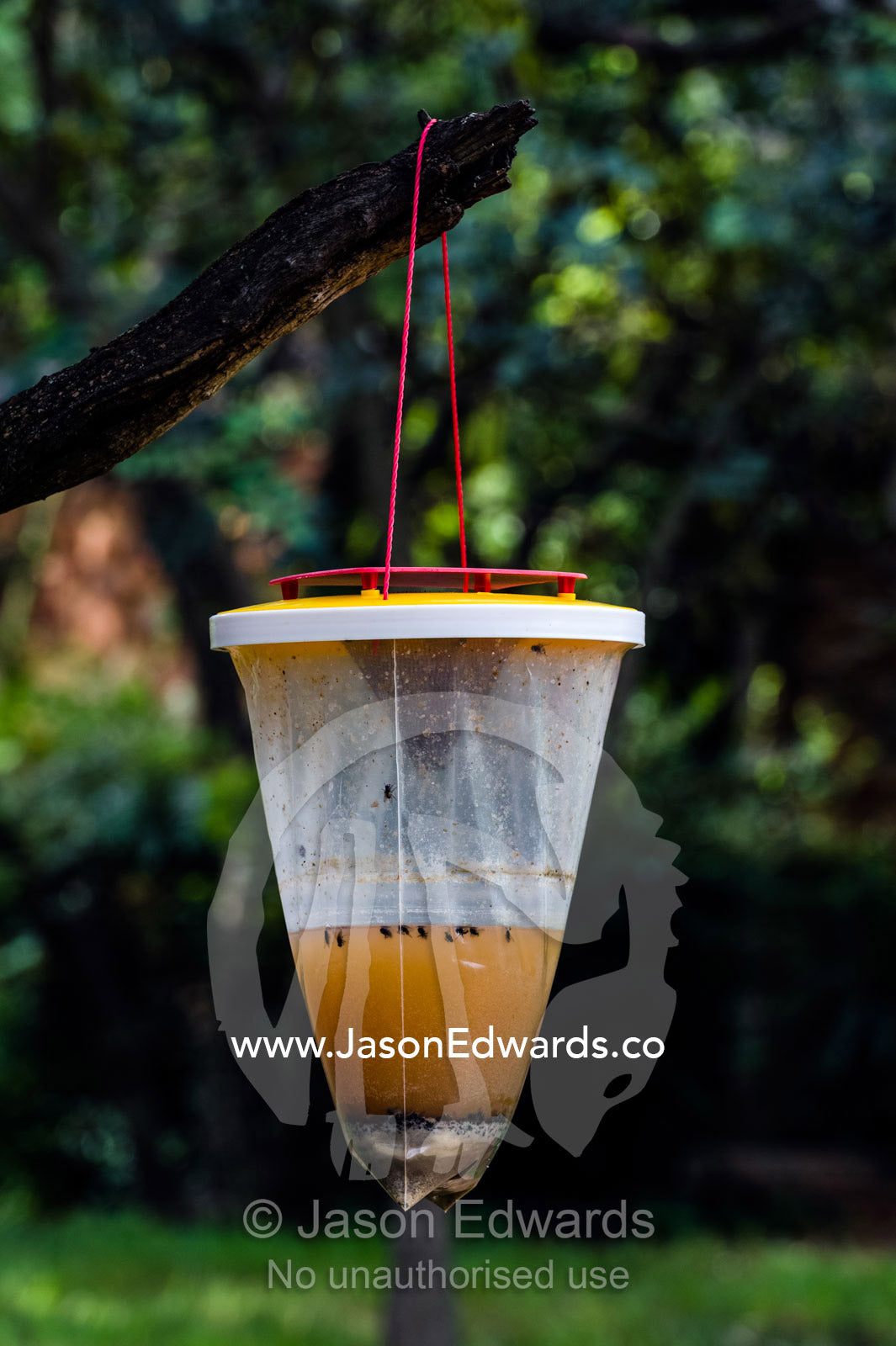The scent of an insect trap hanging from a tree collects flies and other pest bugs. The Farm Inn, Pretoria, Gauteng Province, South Africa.