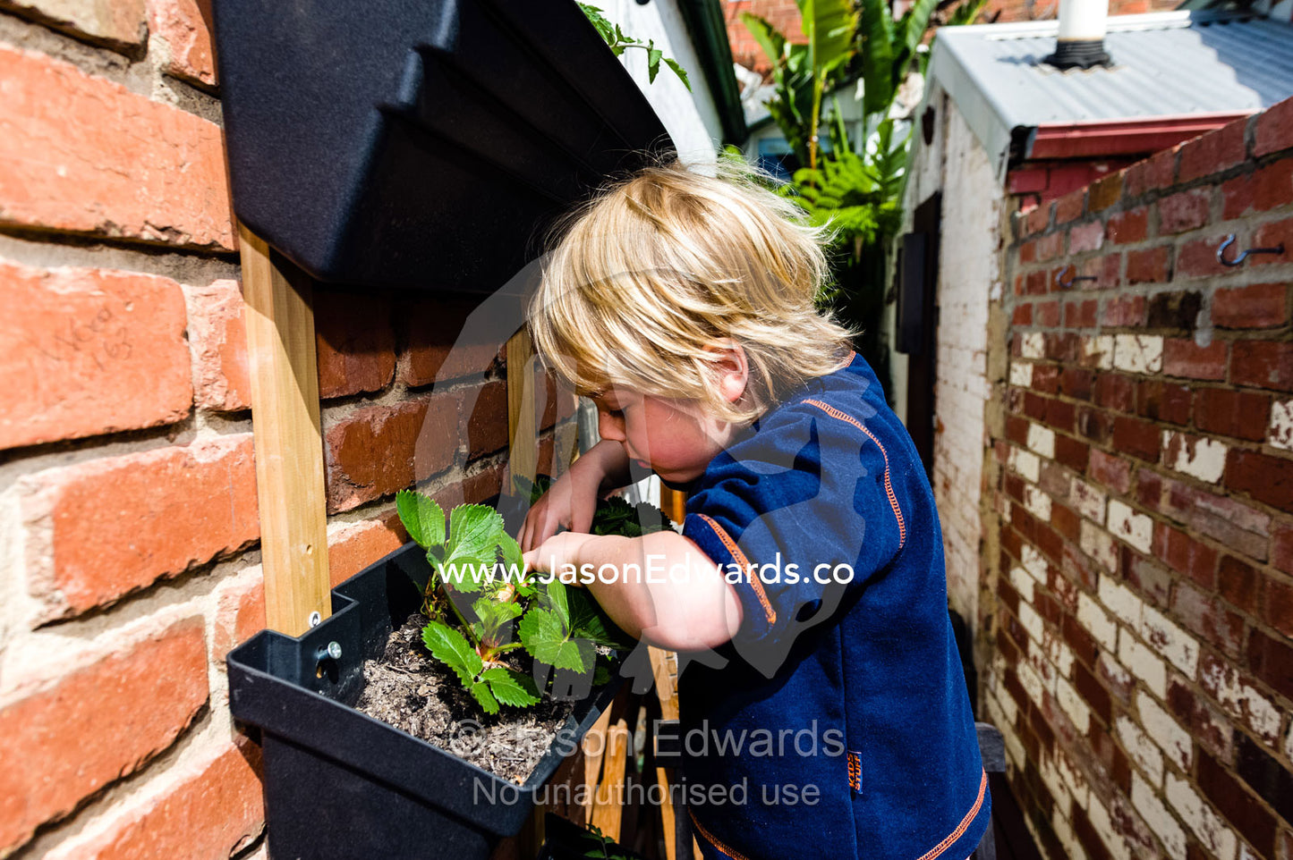 A boy planting vegetables in a wall garden in an inner city home. Carlton North, Melbourne, Victoria, Australia.