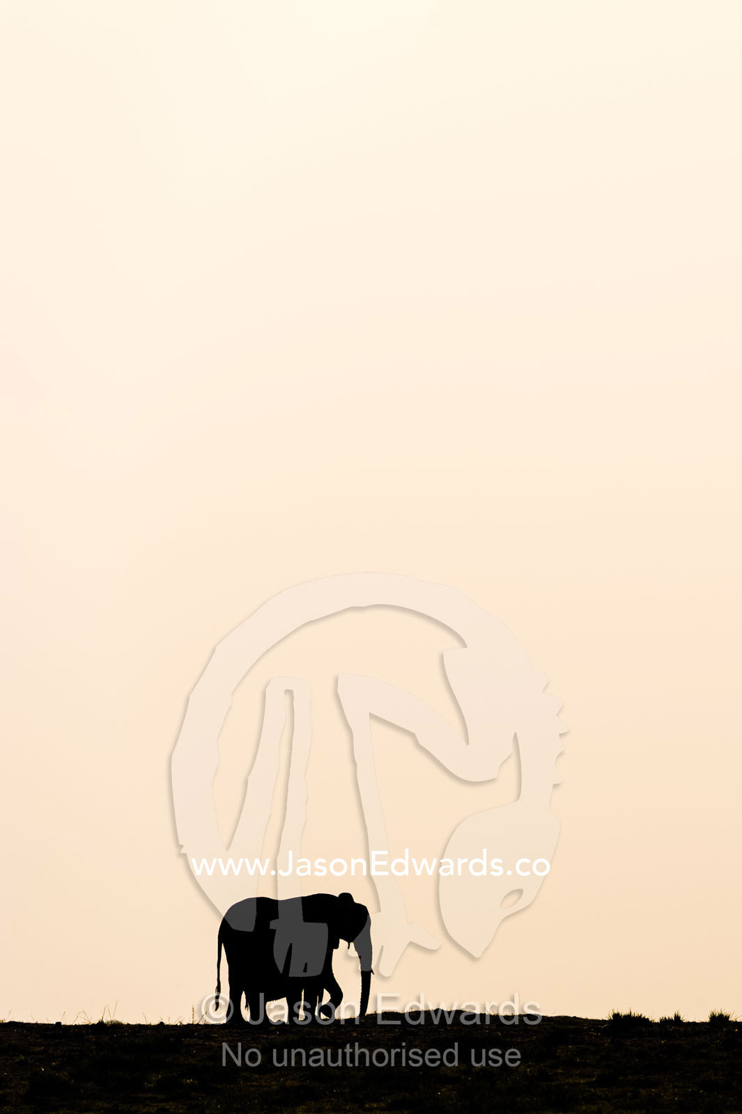 The silhouette of an African elephant walking across the horizon at sunset. Chobe River, Chobe National Park, Botswana, Africa.