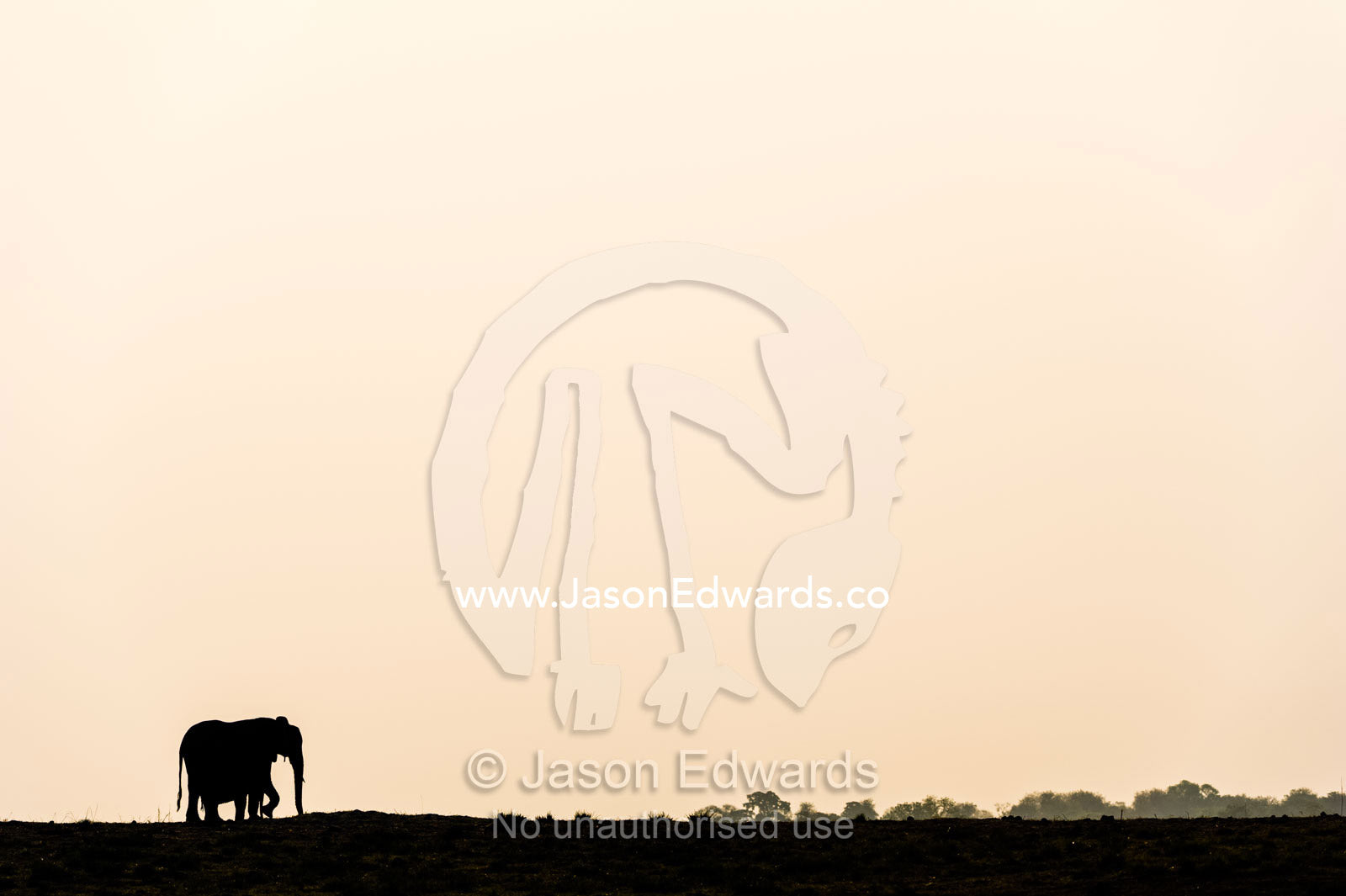 The silhouette of an African elephant walking across the horizon at sunset. Chobe River, Chobe National Park, Botswana, Africa.
