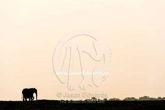 The silhouette of an African elephant walking across the horizon at sunset. Chobe River, Chobe National Park, Botswana, Africa.