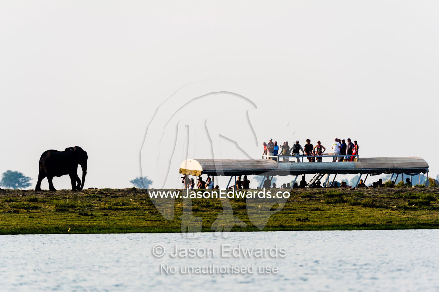 Tourists on a boat observing an African Elephant walking along an island in a wetland. Chobe River, Chobe National Park, Botswana, Africa.
