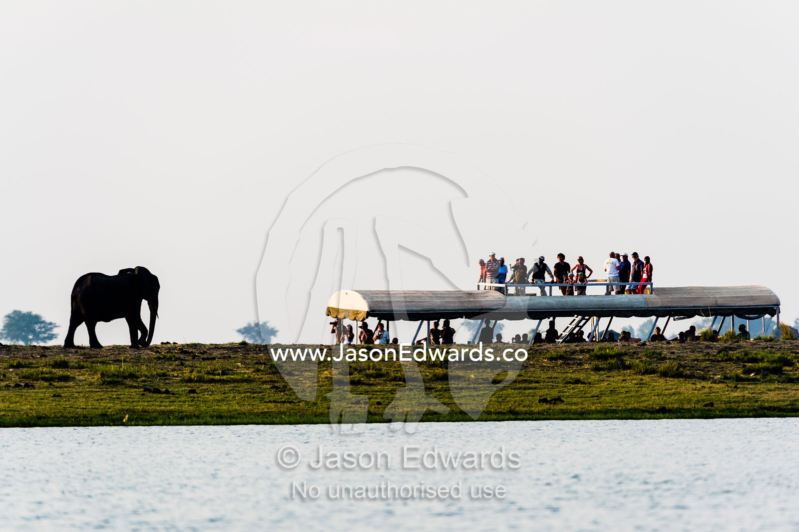 Tourists on a boat observing an African Elephant walking along an island in a wetland. Chobe River, Chobe National Park, Botswana, Africa.