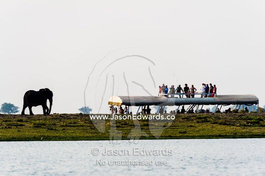Tourists on a boat observing an African Elephant walking along an island in a wetland. Chobe River, Chobe National Park, Botswana, Africa.