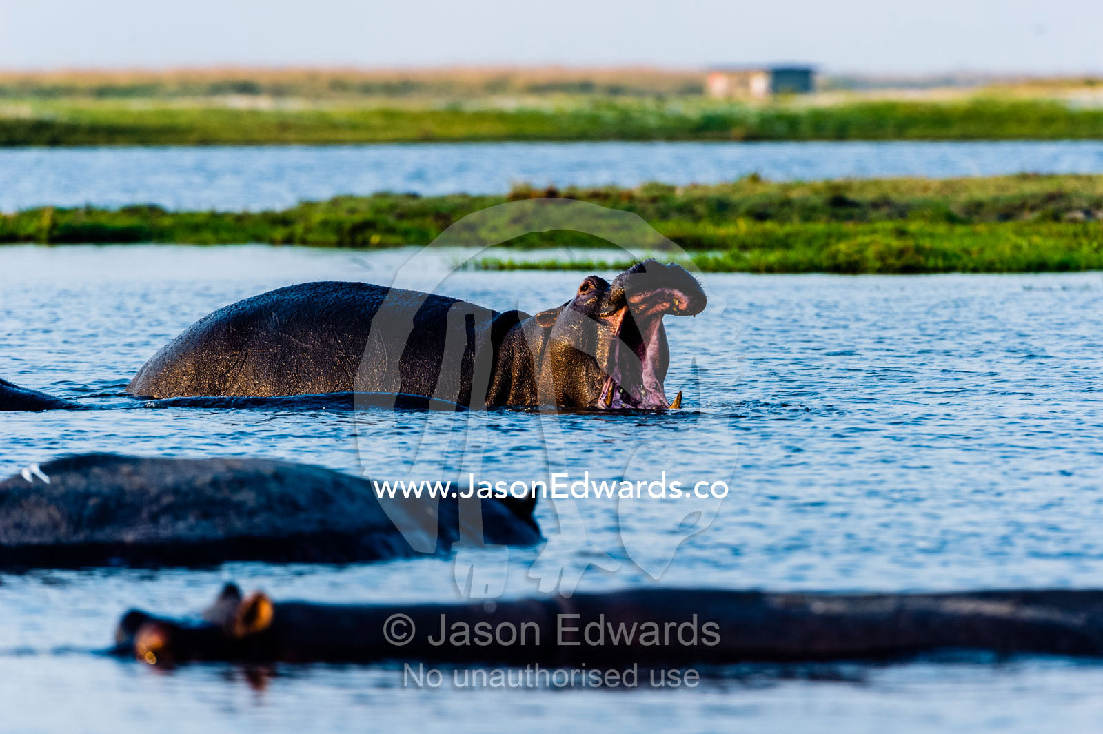 A Nile hippopotamus stretching its jaws as the sun sets over the horizon. Chobe River, Chobe National Park, Botswana, Africa.