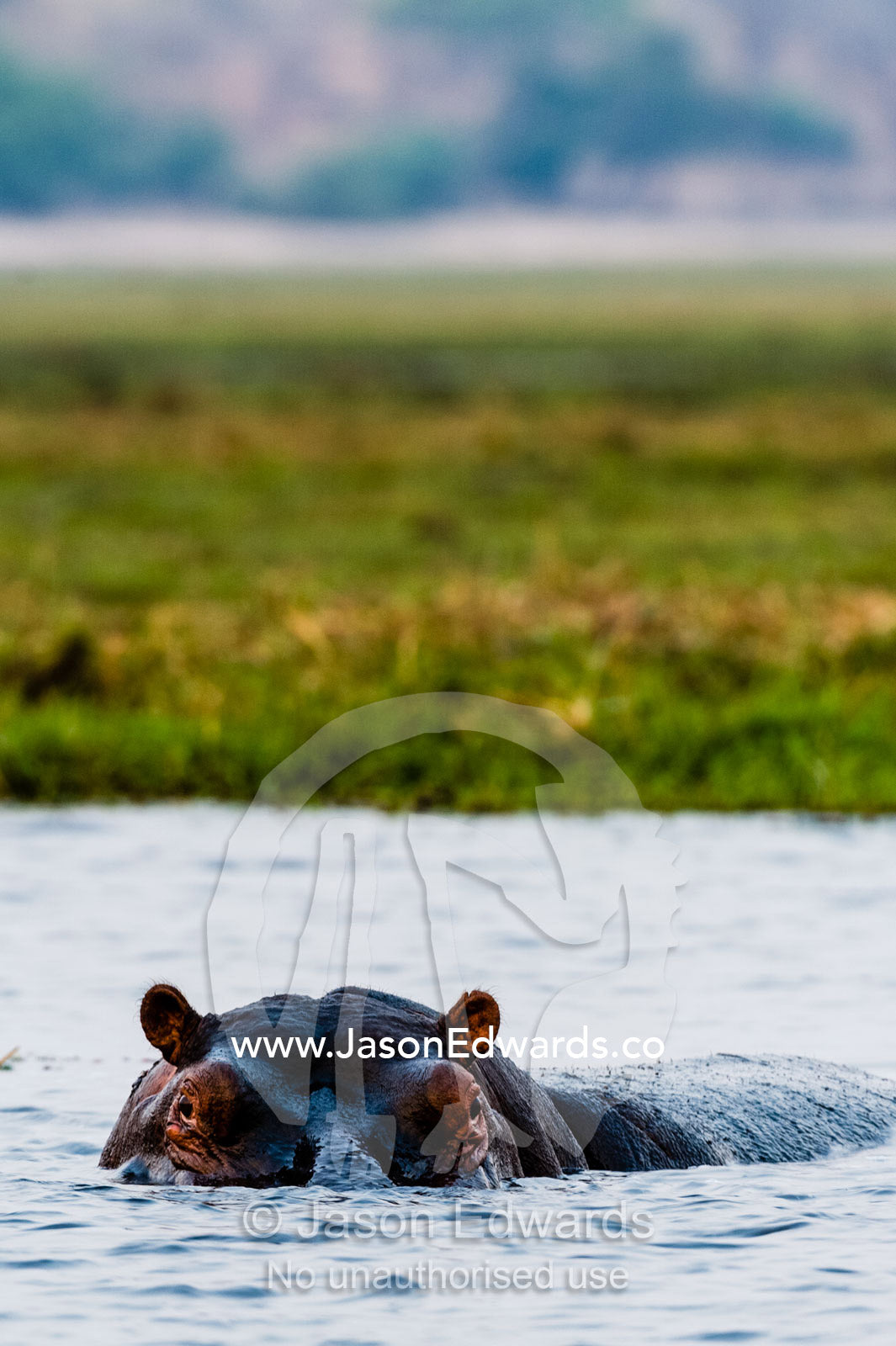 An alert and aggressive Nile hippopotamus surfaces when a boat approaches too closely. Chobe River, Chobe National Park, Botswana, Africa.