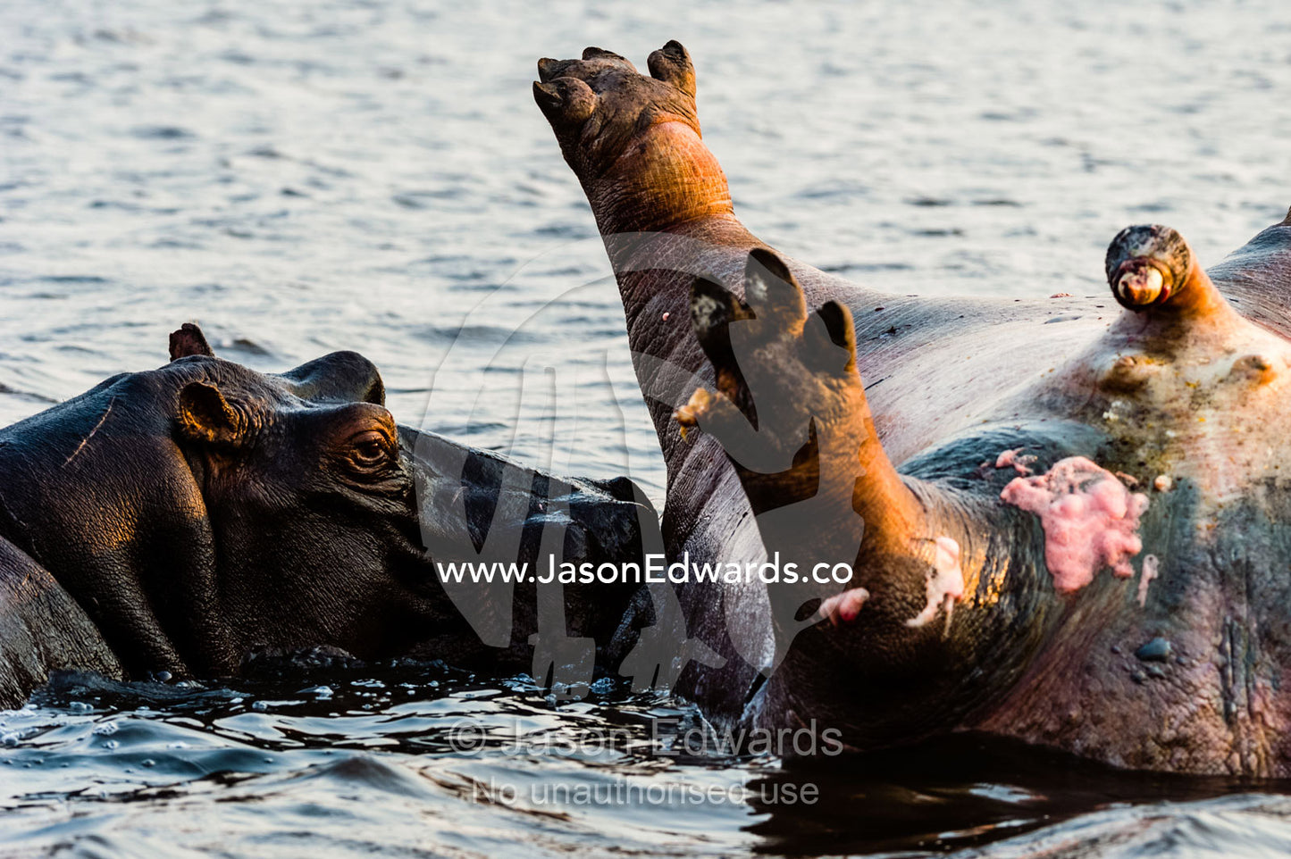 A female Nile Hippopotamus pushes around the carcass of a dead male killed in a conflict with another male. Chobe River, Chobe National Park, Botswana, Africa.