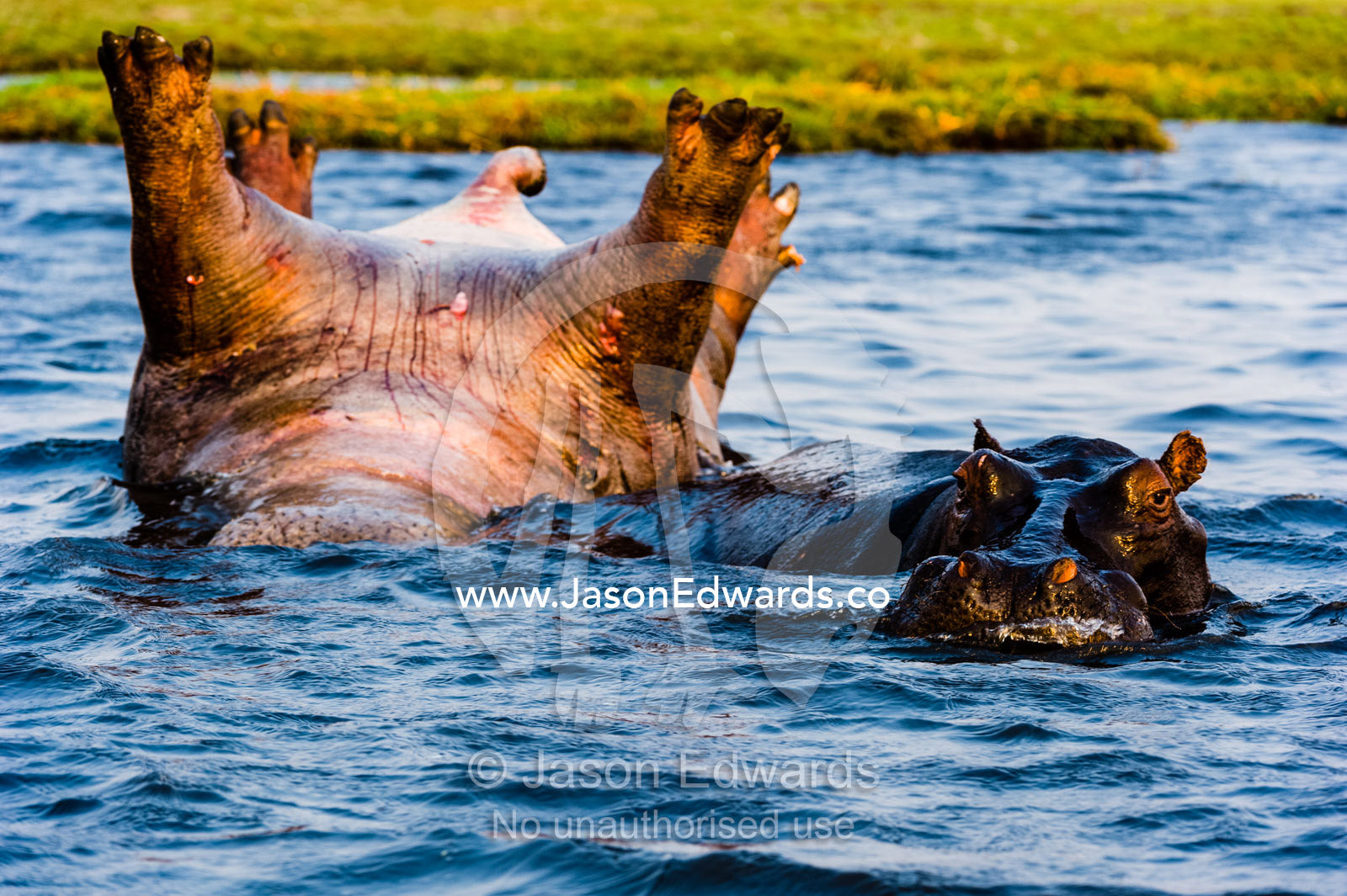 A female Nile Hippopotamus pushes around the carcass of a dead male killed in a conflict with another male. Chobe River, Chobe National Park, Botswana, Africa.