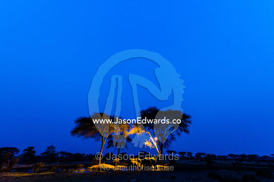 A family of African elephants drink from a floodlit waterhole beneath acacia trees on the savannah veld. Chobe National Park, Botswana, Africa.