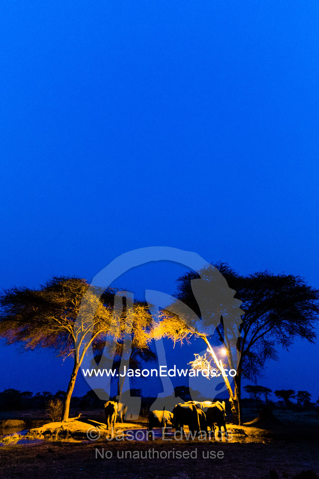 A family of African elephants drink from a floodlit waterhole beneath acacia trees on the savannah veld. Chobe National Park, Botswana, Africa.