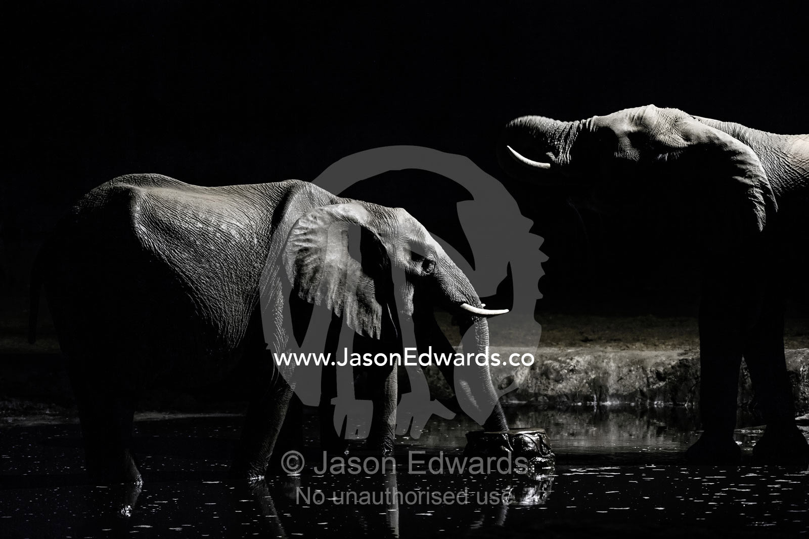 A family of African elephants drink from a floodlit waterhole beneath acacia trees on the savannah veld. Chobe National Park, Botswana, Africa.