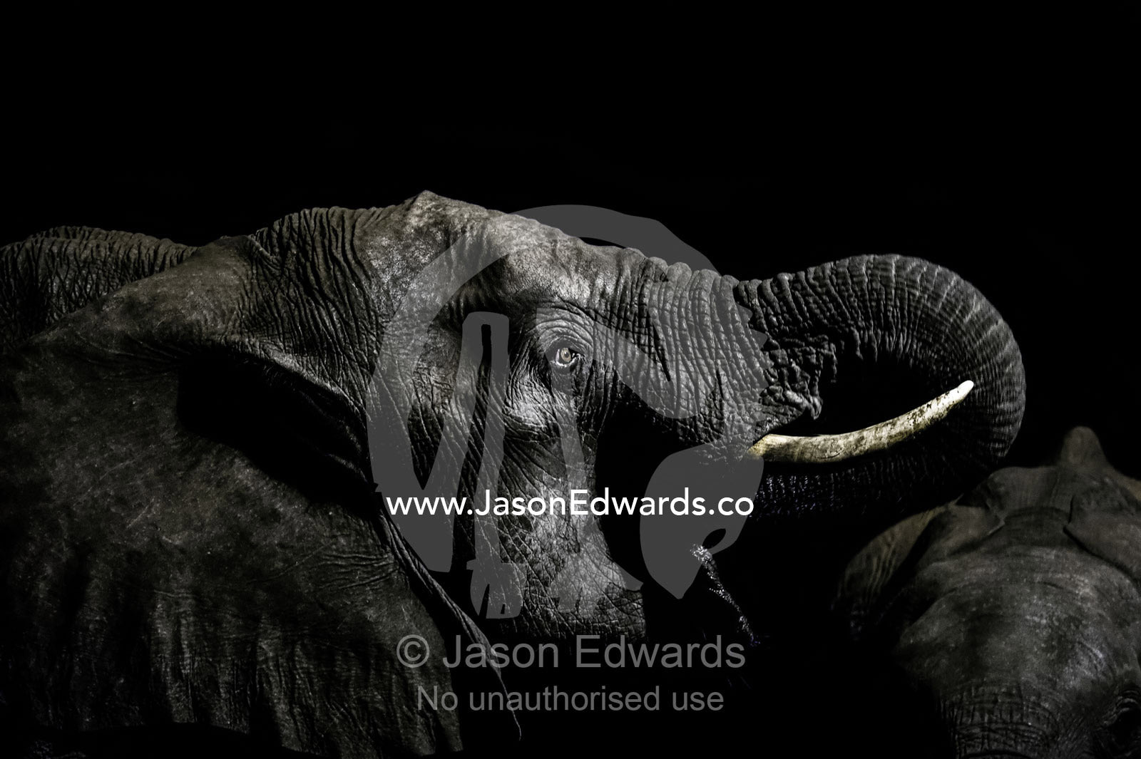Under the beam of a floodlight an African elephant emerges from the dry season darkness to drink at a waterhole. Chobe National Park, Botswana, Africa.