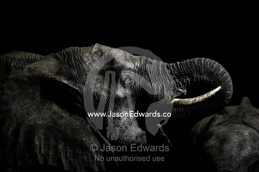 Under the beam of a floodlight an African elephant emerges from the dry season darkness to drink at a waterhole. Chobe National Park, Botswana, Africa.
