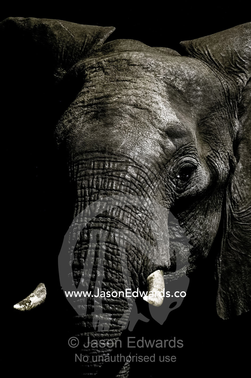 The wrinkled trunk and face of an African elephant emerging from the dry season darkness to drink at a waterhole. Chobe National Park, Botswana, Africa.