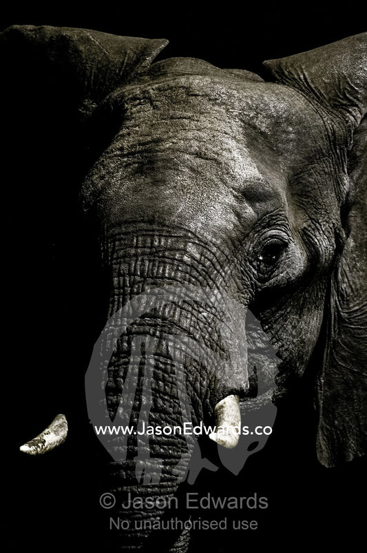 The wrinkled trunk and face of an African elephant emerging from the dry season darkness to drink at a waterhole. Chobe National Park, Botswana, Africa.