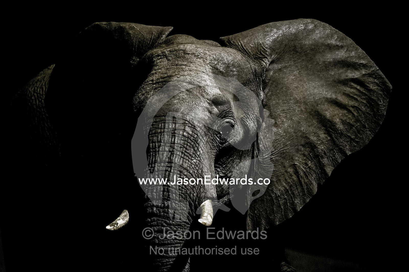An alert African Elephant with its ears spread emerges from the dry season darkness to drink at a waterhole. Chobe National Park, Botswana, Africa.