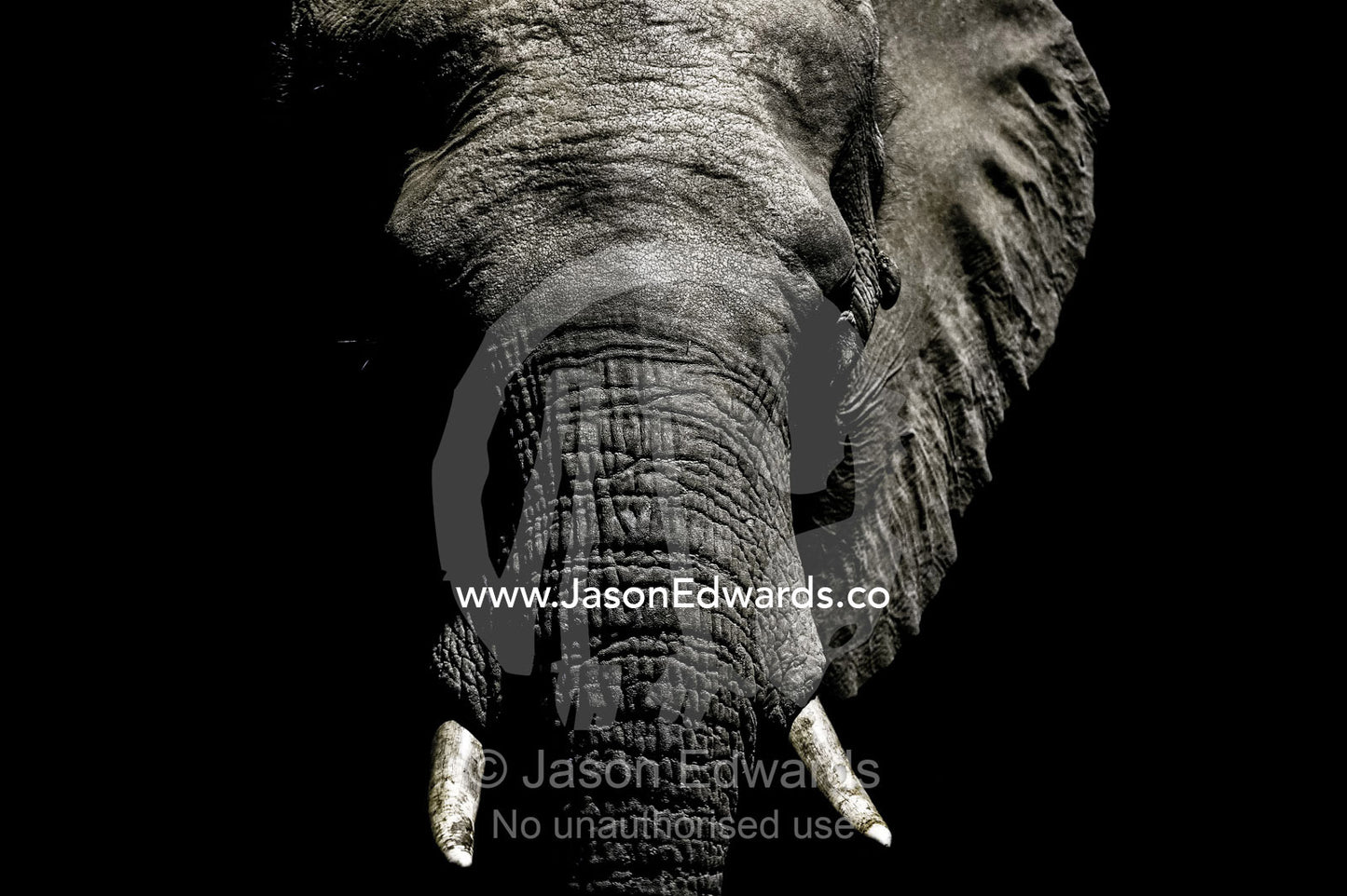 The wrinkled trunk and face of an African elephant emerging from the dry season darkness to drink at a waterhole. Chobe National Park, Botswana, Africa.
