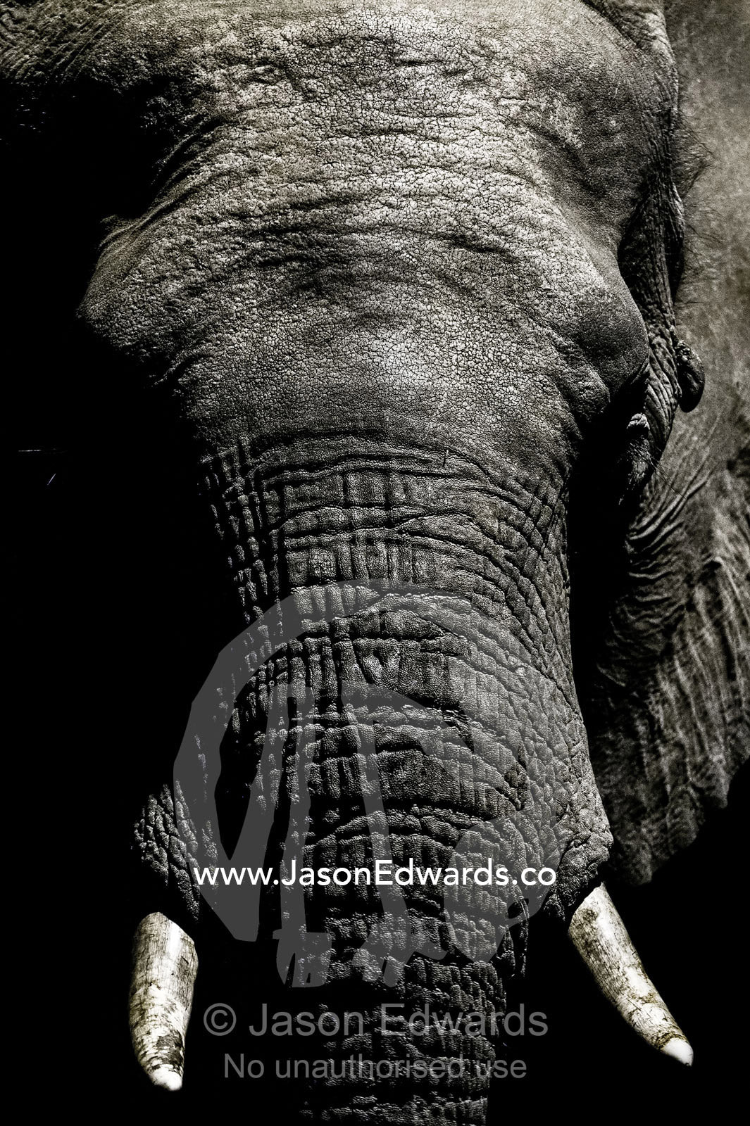 The wrinkled trunk and face of an African elephant emerging from the dry season darkness to drink at a waterhole. Chobe National Park, Botswana, Africa.