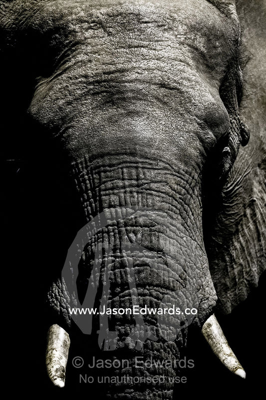 The wrinkled trunk and face of an African elephant emerging from the dry season darkness to drink at a waterhole. Chobe National Park, Botswana, Africa.