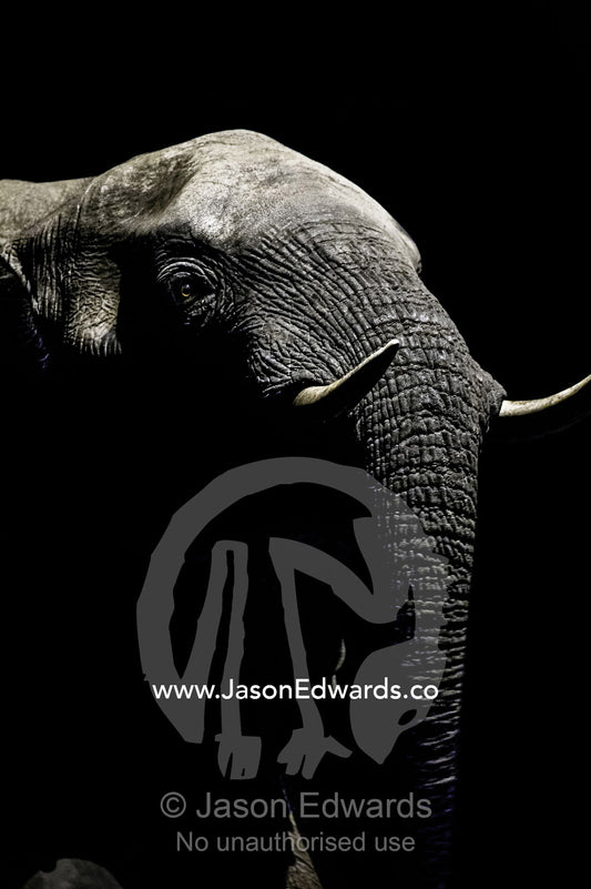 Under the beam of a floodlight an African Elephant emerges from the dry season darkness to drink at a waterhole. Chobe National Park, Botswana, Africa.