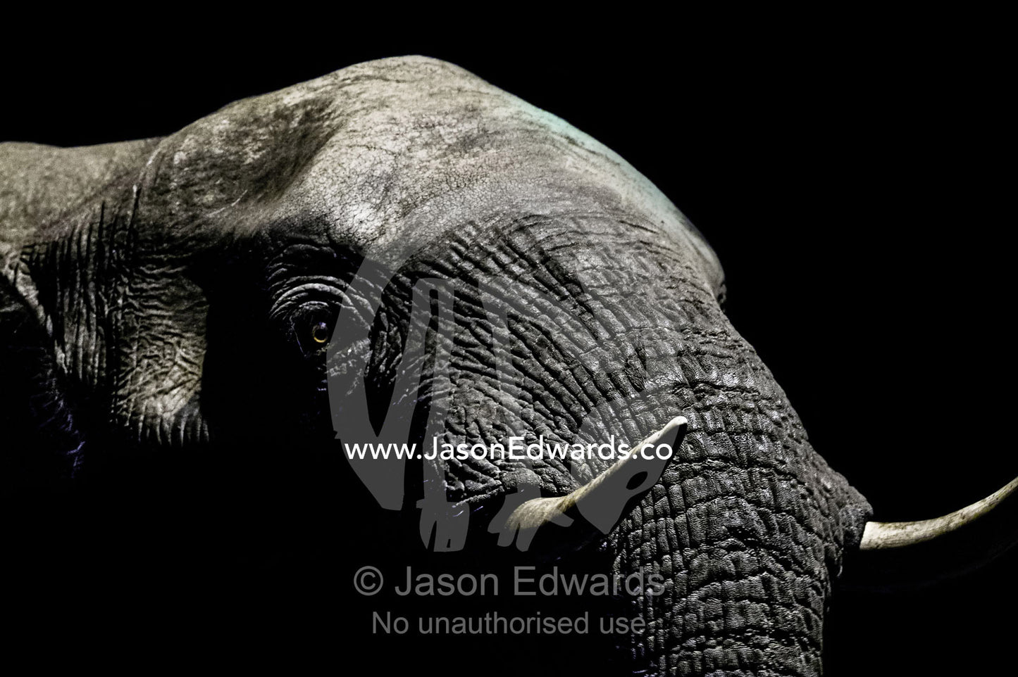 Under the beam of a floodlight a wrinkled and leathery African Elephant emerges from the darkness to drink at a waterhole. Under the beam of a floodlight an African Elephant emerges from the dry season darkness to drink at a waterhole. Chobe National Park, Botswana, Africa.