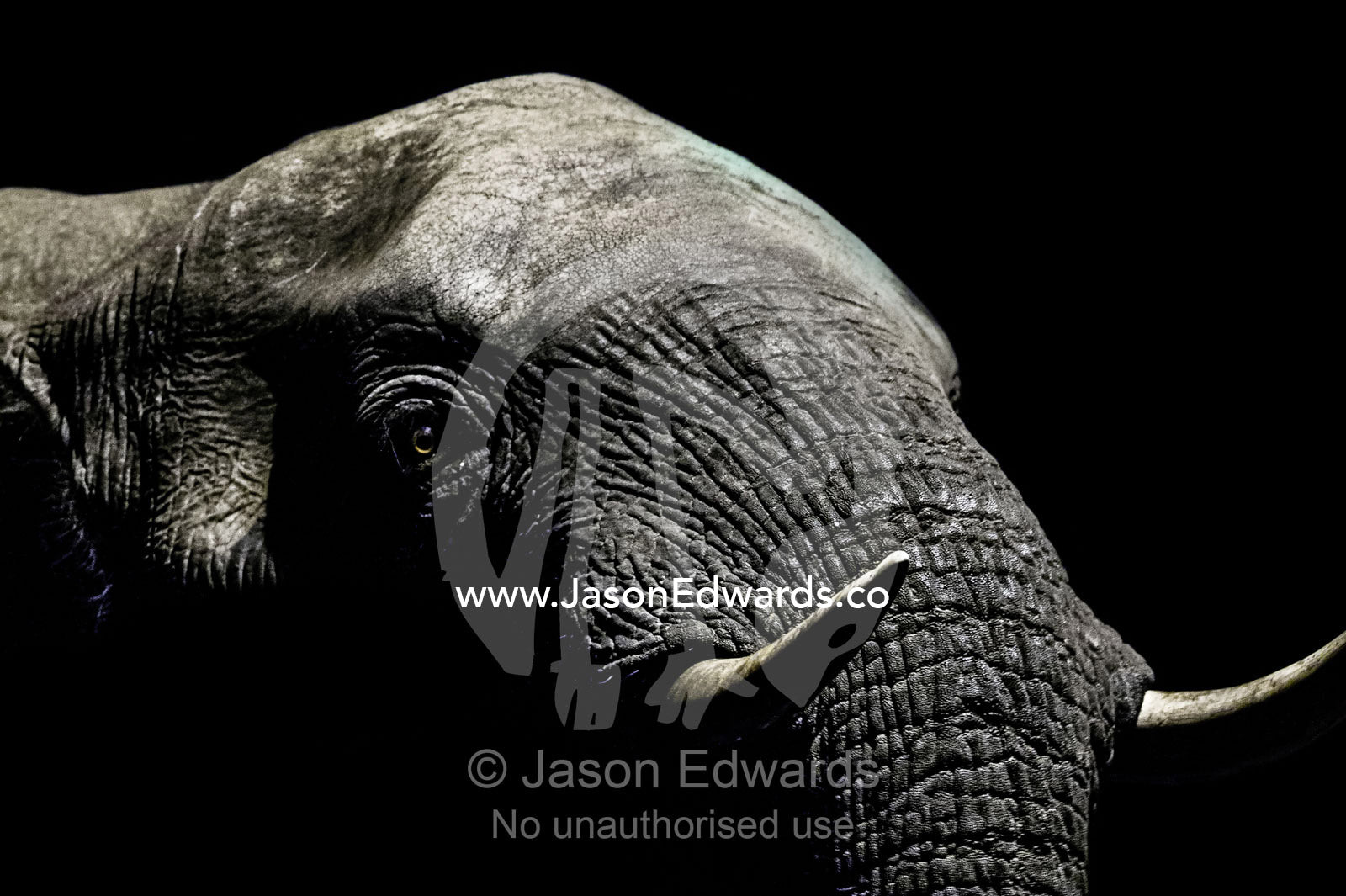 Under the beam of a floodlight a wrinkled and leathery African Elephant emerges from the darkness to drink at a waterhole. Under the beam of a floodlight an African Elephant emerges from the dry season darkness to drink at a waterhole. Chobe National Park, Botswana, Africa.