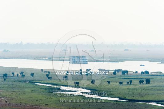 A river boat passes a large herd of African elephants grazing on an island in a wetland. Chobe River, Chobe National Park, Botswana, Africa.
